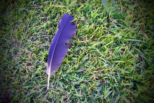 Photo, crow, feather, crow feather, 