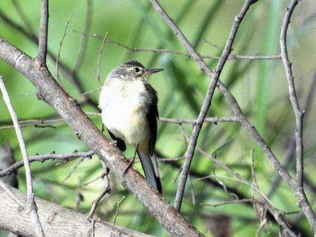 枯れ枝にとまるキセキレイの写真