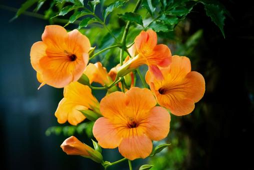 ノウゼンカズラの花 ノウゼンカズラの花 ノウゼンカズラ,夏の花,蔓性の写真素材