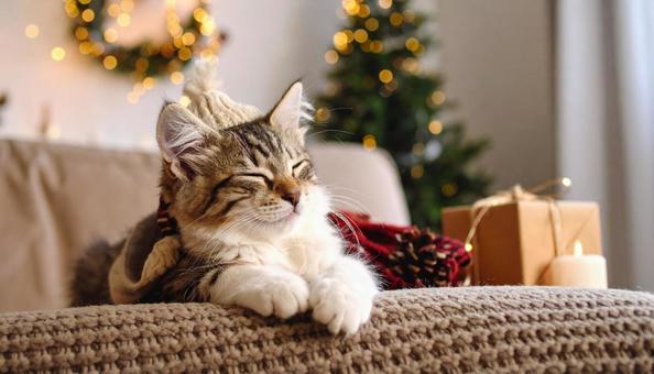 眠そうな子猫　愛くるしい　部屋　ソファーの写真