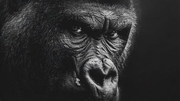 怒りに満ちたゴリラの顔のクローズアップ 怒りに満ちたゴリラの顔のクローズアップの写真