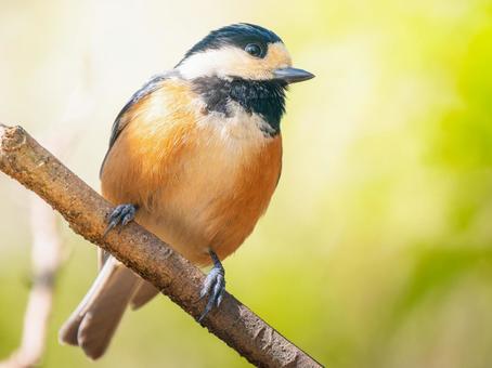 枝にとまるヤマガラ 枝にとまるヤマガラの写真