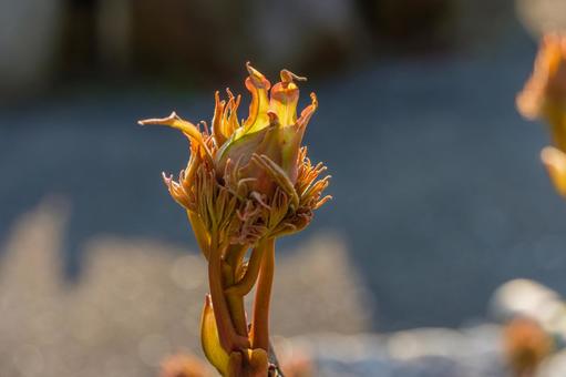 春の陽に輝く牡丹の新芽 牡丹,新芽,春の写真素材