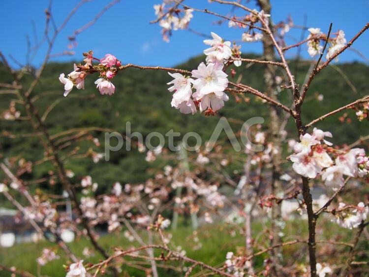 狂い咲きの桜 山口,岩国,日本の写真素材