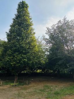 森の朝 森の朝 森,木,朝の写真素材