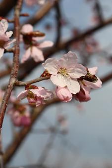 Sakura, JPG Sakura, JPG