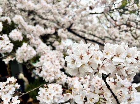 桜 桜の写真