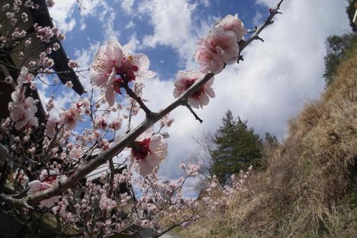 山桜 山桜の写真
