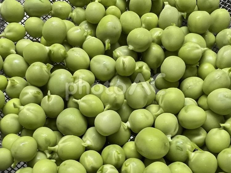 サヤから取ったエンドウ豆 エンドウ豆,豆,穀物の写真素材