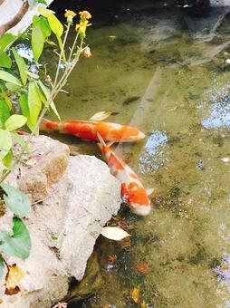 池の鯉 鯉,池,魚の写真素材