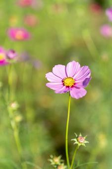 元気に咲く秋花 元気に咲く秋花 コスモス,観光,田舎の写真素材