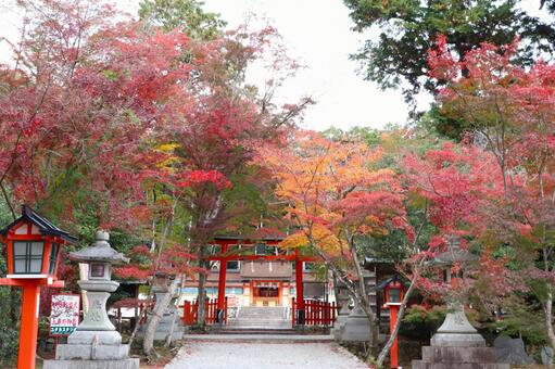 大原野神社　三の鳥居 大原野神社,三の鳥居,紅葉の写真素材