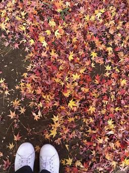 モミジの落ち葉 モミジの落ち葉 秋,もみじ,赤の写真素材