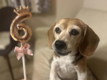 ビーグル犬の6歳の誕生日 ビーグル犬の6歳の誕生日の写真