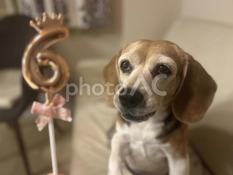 ビーグル犬の6歳の誕生日 ビーグル,犬,dogの写真素材