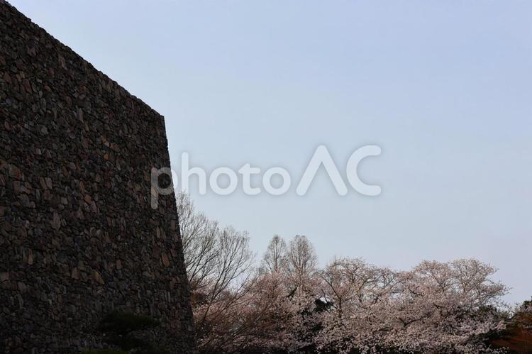 ４月上旬の瀬戸内海歴史民族資料館の桜の花 桜,花,植物の写真素材
