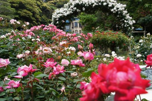 バラ園 バラ園の写真
