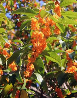 月の花 金木犀,花,flowerの写真素材