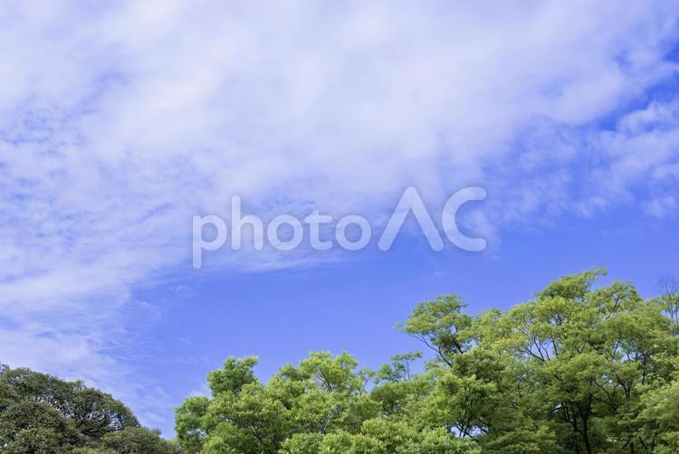 爽やかな緑と空のイメージ 晴天,晴れ,快晴の写真素材