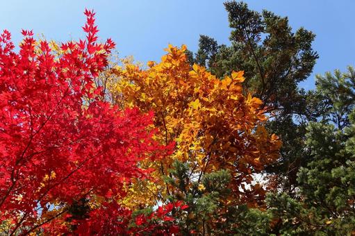 紅葉 紅葉の写真