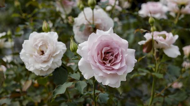 【花の写真】ばらの花 rose,植物,園芸の写真素材