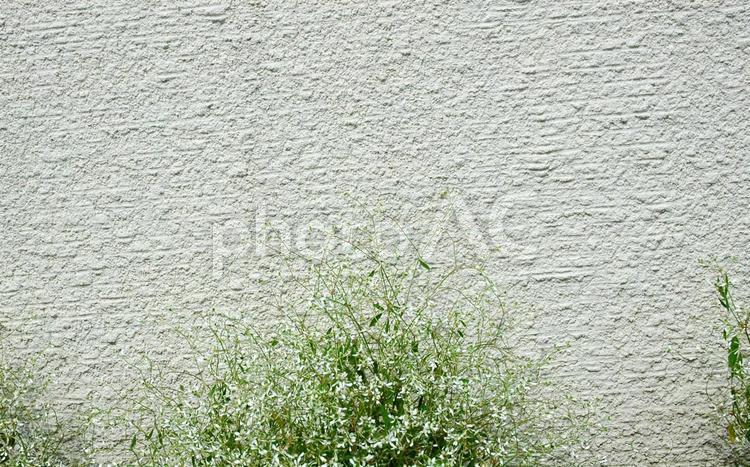 グレーの壁面に可憐な植物 グレーの壁,可憐な植物,カスミソウの写真素材