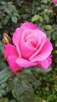 薔薇と雫 薔薇と雫の写真