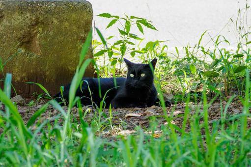 猫(189) 猫(189)の写真