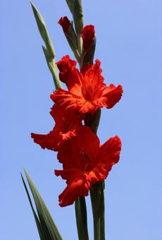 Photo, canna, flower, orange, 