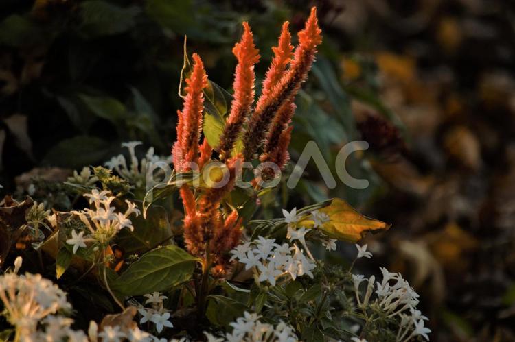 爪のような形のケイトウの赤い花 ケイトウ,花,爪の写真素材