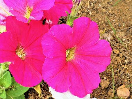 赤紫のお花の写真