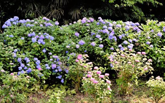 紫の花 紫の花の写真