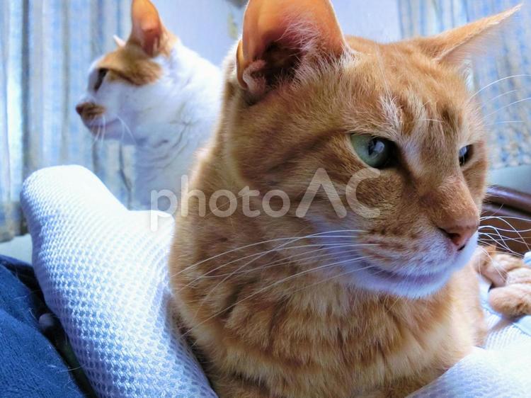 すれ違い～それぞれの想い～ 猫,方向,視線の写真素材