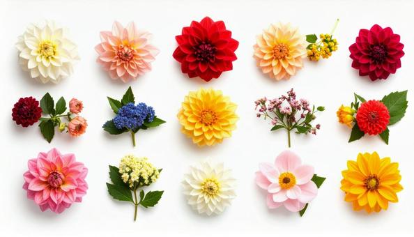 9月誕生花 ダリア キンモクセイ 9月誕生花 ダリア キンモクセイの写真