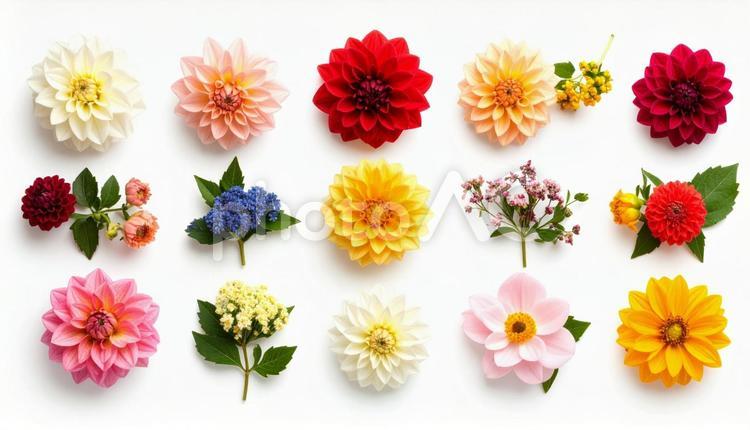 9月誕生花　ダリア　キンモクセイ 9月誕生花,ダリア,キンモクセイの写真素材