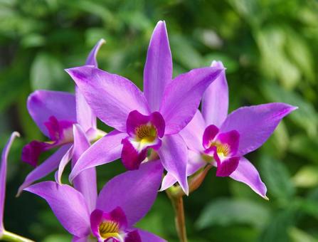 レリア・アンセプス レリア・アンセプスの写真