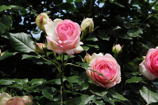 バラ・薔薇 ピエールドゥロンサール バラ・薔薇 ピエールドゥロンサールの写真