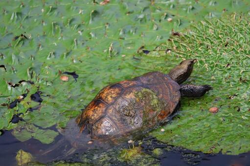 池からオオニバスに登る亀のいる風景 池,オオニバス,登るの写真素材