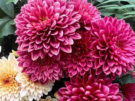 秋のシックな花 マム,キク,花の写真素材