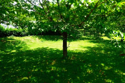 日差しを遮ってくれる心地よい木陰 日差しを遮ってくれる心地よい木陰の写真