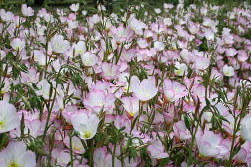 エノテラ・月見草　咲く風景 エノテラ,カップ状,明るいの写真素材
