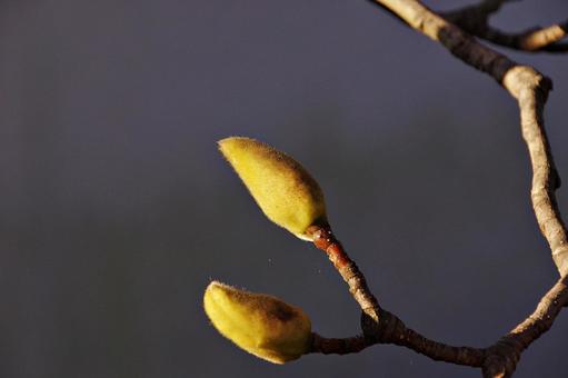 ハクモクレンの花芽の写真