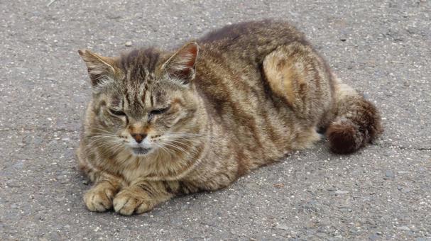 お手々を揃えてうたた寝中のもふもふ猫 猫,キジトラ,寝そべるの写真素材