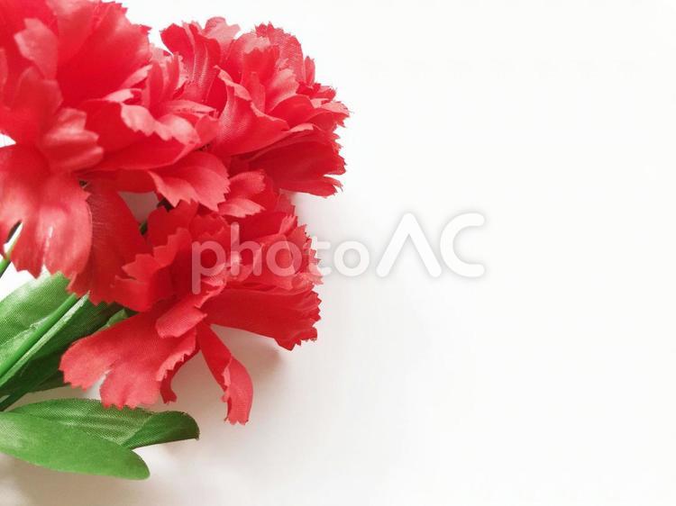 母の日 イメージ 母の日,カーネーション,花の写真素材