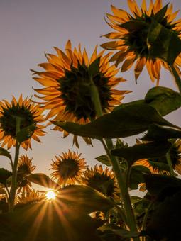 Photo, sunflower, chaoyang, sun, 