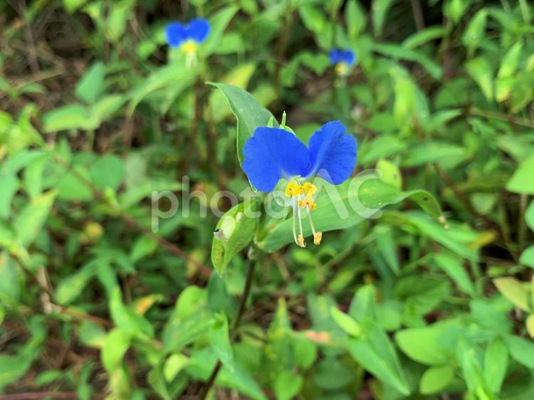 つゆくさ つゆくさ,露草,ツユクサの写真素材