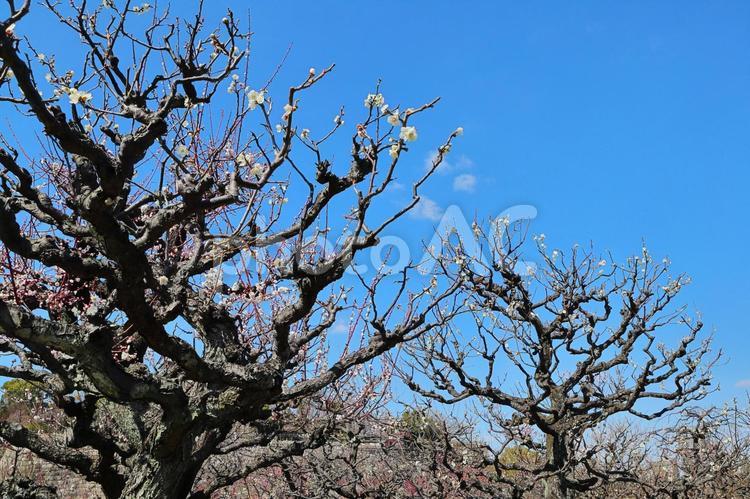 梅林と青空 梅林,青空,花梅の写真素材