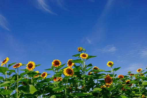 青空と白い雲と満開のひまわり 青空と白い雲と満開のひまわり ひまわり,夏,花の写真素材
