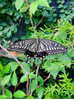 アゲハ蝶のひと休み アゲハ蝶のひと休み チョウ,アゲハチョウ,模様の写真素材