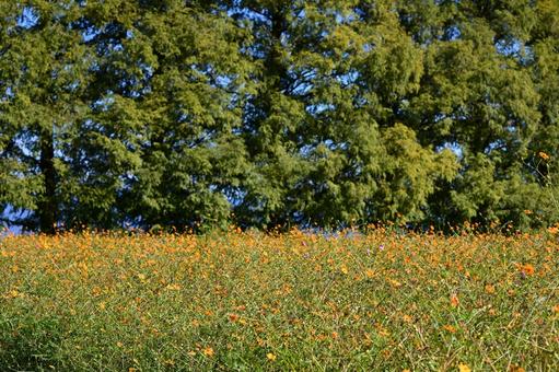 黄色コスモスと木 コスモス,黄色,花の写真素材